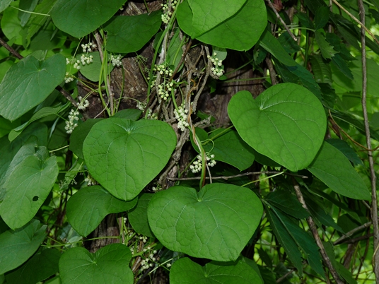 {Menispermum canadense}